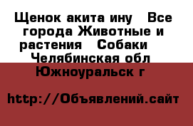 Щенок акита ину - Все города Животные и растения » Собаки   . Челябинская обл.,Южноуральск г.